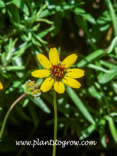 Chocolate Daisy (Berlandiera lyrata)